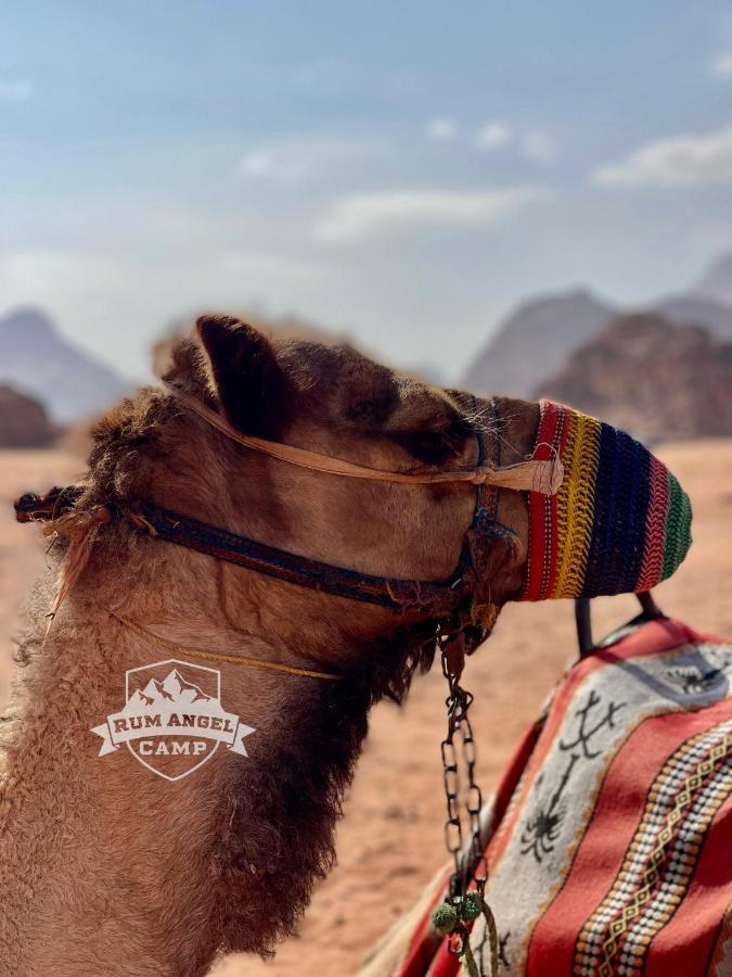 Rum Angel Camp Wadi Rum Exteriör bild