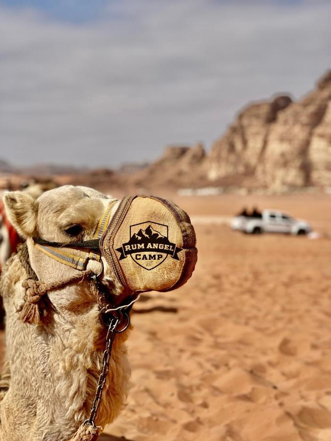 Rum Angel Camp Wadi Rum Exteriör bild